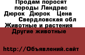 Продам поросят породы Ландрас-Дюрок, Дюрок › Цена ­ 5 000 - Свердловская обл. Животные и растения » Другие животные   